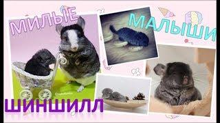 Милые и смешные малыши ШИНШИЛЛ! Cute and funny baby chinchillas!