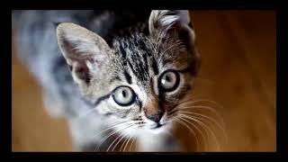 CAT IN blender viral video