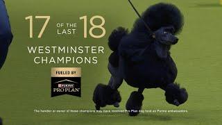 Purina Pro Plan Supports Westminster Dog Show Best in Show Competitors