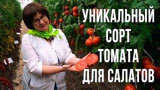 Лучший томат для салатов и томатного сока. Урожайный томат для выращивания в теплице.