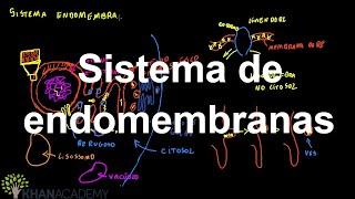 Sistema de endomembranas | Estrutura celular | Biologia | Khan Academy
