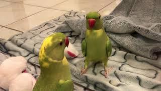 Cute talking parrot loves playing peekaboo under blanket “so adorable”