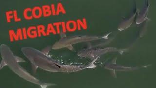*EPIC* SIGHT FISHING COBIA OFF RAYS ||| FISH THROAT {Catch, Clean, Cook}