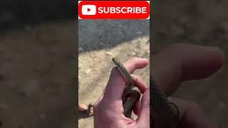 Closeup Footage of- A small snake trying to escape from man's hand !#viral #wildlife #animal #shorts