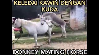 Keledai Kawin Dengan Kuda | Donkey Mating Horse