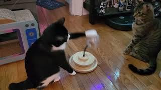 Tuxedo Versus Tabby Cat Treat Battle  Max #tabbycat & Freddy #tuxedocat