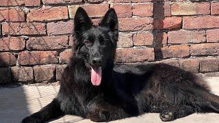 BLACK JERMAN SHEPHERD DOG  IN HARYANA TOP QUILTY JERMANY IMPORT PUPPY  #blackgerman #shepherd