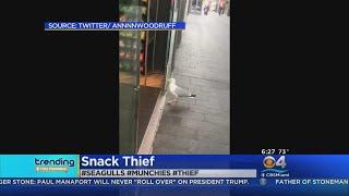 Trending: Seagull Steals A Bag Of Chips