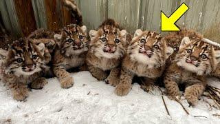 Man Finds Kittnes On His Farm, Then Shocked When He Discovers They Are Bobcat Cubs!