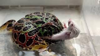 pacman frog eating mouse process record | live feeding