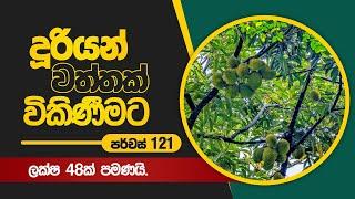 දූරියන් වත්තක් විකිණීමට.