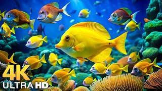 The Best 4K Aquarium - Dive Into The Mesmerizing Underwater Realm, Sea Jellyfish, Coral Reefs .