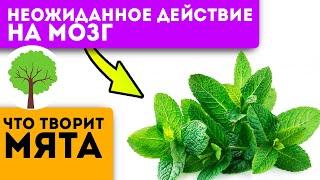 Топ-10 причин есть мяту каждый день! Убирает даже последствия…