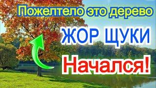 Как только пожелтело это дерево осенью начинается жор щуки Жор щуки в октябре