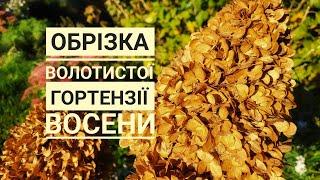 Обрізка волотистої гортензії восени