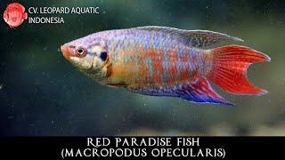 Macropodus opecularis THE ATTRACTIVE Red Paradise Fish. (Leopard Aquatic J041C)