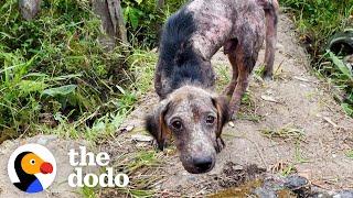 Moving Rock On The Road Turned Out To Be A Puppy | The Dodo