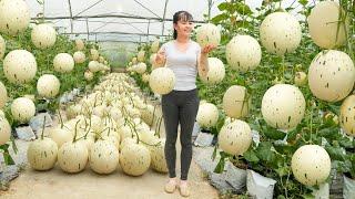 Harvesting Milk Melon Goes To Countryside Market Sell - Grow Clean Vegetable | Free Bushcraft