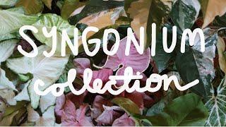 MY SYNGONIUM COLLECTION | Arrowhead Plant Collection & Care Tips