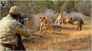 How Do Hunters and Farmers Deal with Millions of Dingoes, Monkeys, Feral Pigs and Red Foxes by Guns?