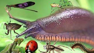 catching and observing insects in the forest near the village