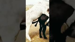 animals mating season |  many animals mating in one video #animalsmating #donkeymating #housemates