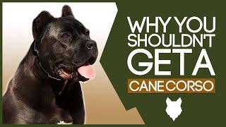 CANE CORSO! 5 Reasons you SHOULD NOT GET A Cane Corso Puppy!