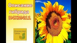 Подсолненик Н4ХМ411 , описание гибрида  - семена в Украине