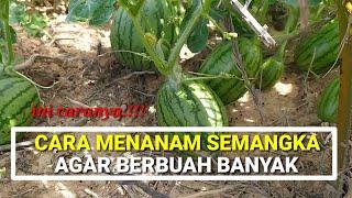 Cara menanam SEMANGKA agar berbuah banyak dan lebat // lakukan cara ini...!!!