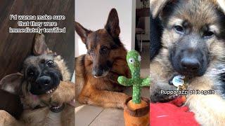 Funny German Shepherd Compilation | Try Not To Laugh