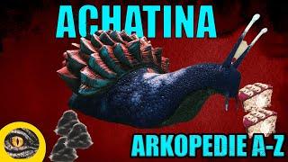 ACHATINA | ARKOPEDIE #1 | Taming/ochočení