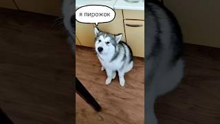 Маламут Аляска не хочет гулять! #собака #маламут #malamute #собаки #собачки #домашниеживотные #dog