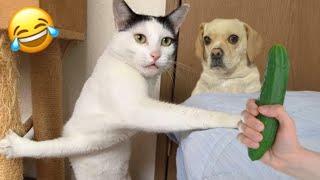 Funniest Cats And Dogs|| Fails Animals Competition 2025