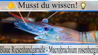 Haltungsbedingungen & Infos Blaue Riesenhandgarnele - Macrobrachium rosenbergii | #Aquarium