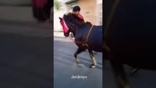 kuda Lari #shortvideo #horse