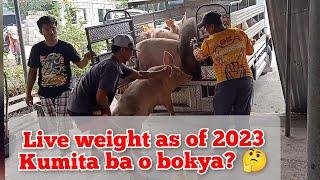 145,000 ang pinagbentahan ko sa aking 10 heads na baboy sa loob lamang ng 3.5 months!#pig #piggy