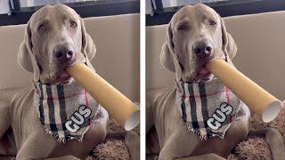 Dog Creates Music Through Cardboard Tube