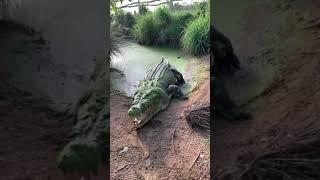 Giant crocodile loses a tooth  