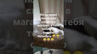 как я иду в магазин ржакасобака шланг #shorts #мем #смех #приколы #смешныесобаки #школа #жиза#DZhO