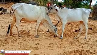 cow Mother and daughter loving|cow loving|cow kissing|Loving cow's