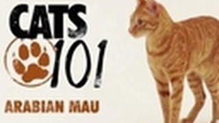 Arabian Mau | Cats 101