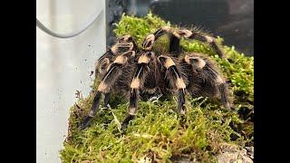Acanthoscurria geniculata, Brazilian whiteknee tarantula rehouse and care