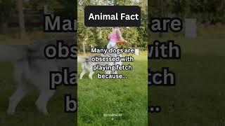 Dogs like fetchLike and subscribe! #dogs #shorts #facts #animals #funny #fetch #love #like