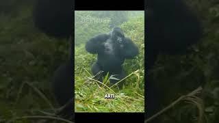 JANGAN PUKUL DADA DIDEPAN GORILLA