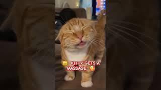 Adorable   kitten gets a head massage. I bet it feels so so good lol. so cute. #cat #kitten #cute