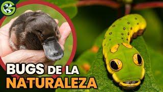 Los ANIMALES más RAROS de la NATURALEZA  | ERRORES de la EVOLUCIÓN.