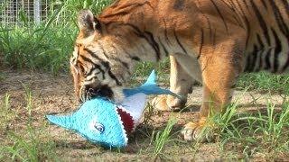 TIGERS vs SHARKS!