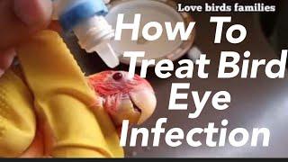 How to treat love bird Eye Infection (Conjunctivitis)  love birds eye problem