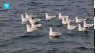 Seagulls flock to Dubai as winter approaches