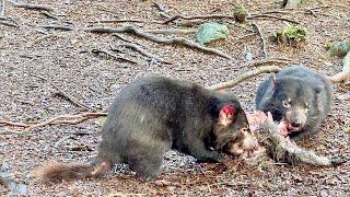 Devils@Cradle Tasmanian Devil Zoo Review @ Cradle Mountain Tasmania Australia 